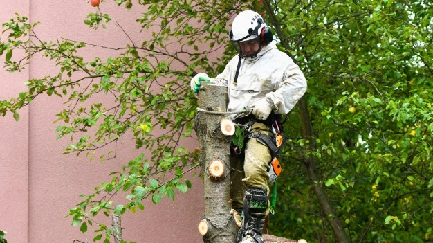 Trabajador especialista en trabajos de altura en los árboles